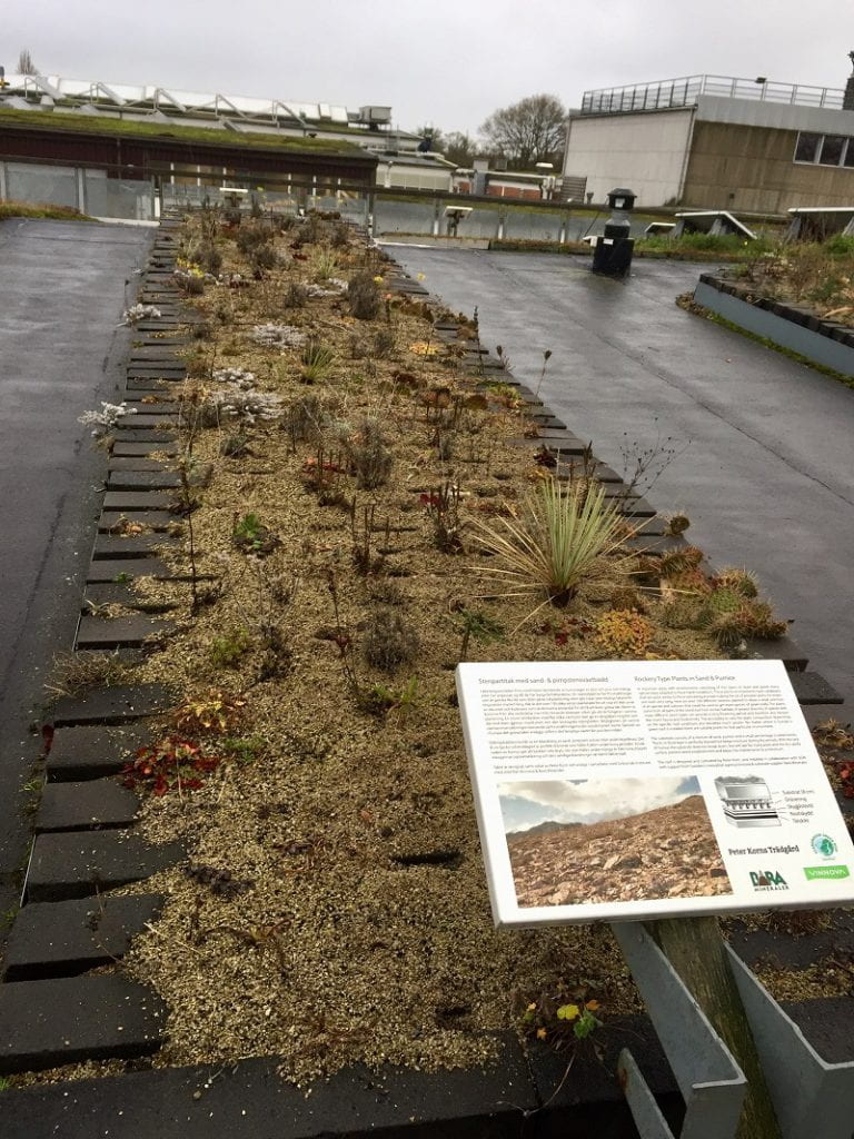 Swedish green roof