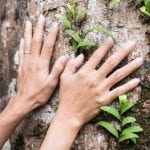 Hands touching tree