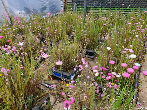Green roof module with flowering plants